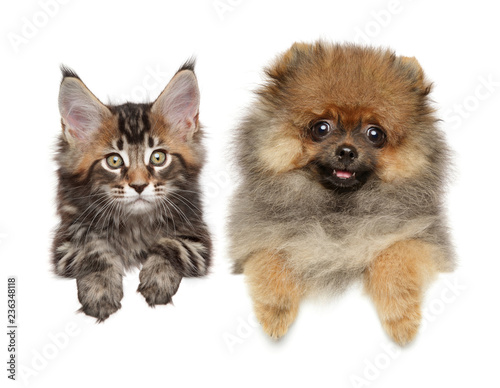Maine-coon and Spitz puppy above banner, isolated