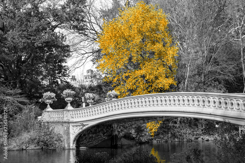 Żółte drzewo na Bow Bridge w Central Parku jesienią krajobraz sceny w Nowym Jorku