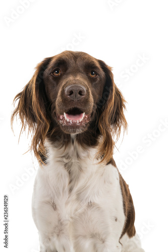 Portrait of a female small munsterlander dog, heidewachtel, on white background photo