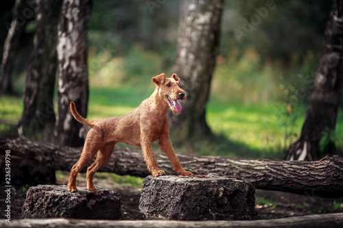 Red dog performs exercises on the tree. Obedience.
