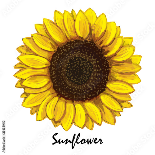 Beautiful hand-drawn sunflower (helianthus) in vector. Realistic sunflower close-up. Botanical element for design.