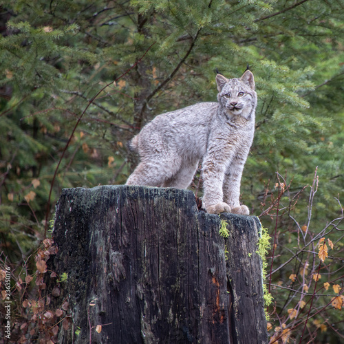Canada Lynx Kitten