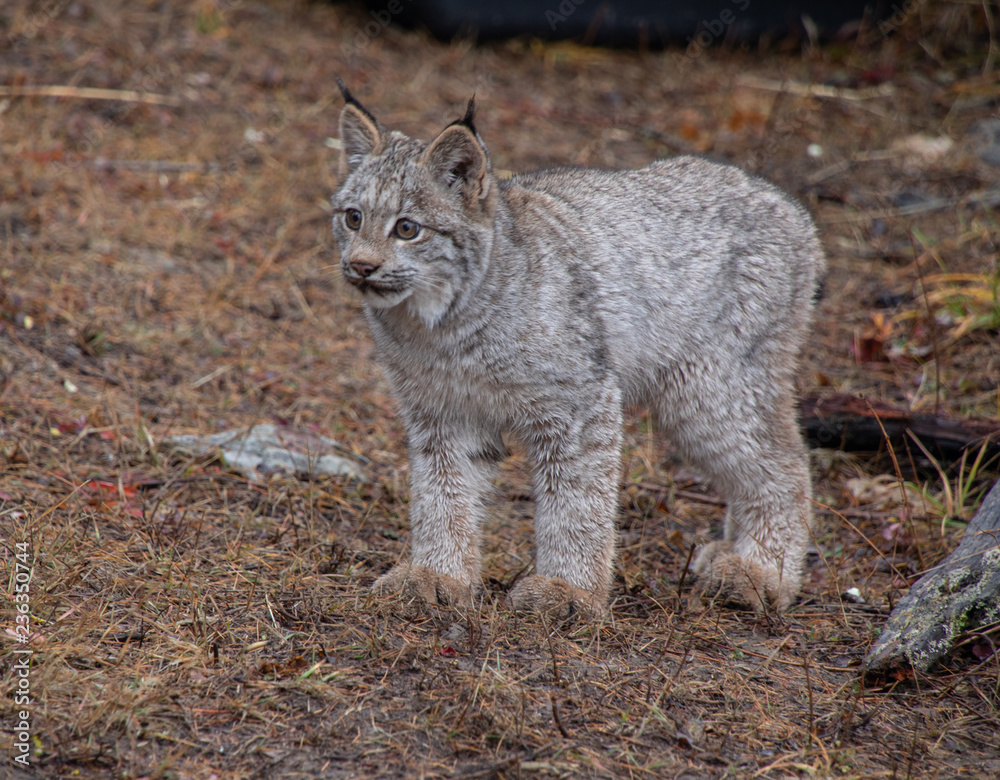 Canada Lynx Kitten