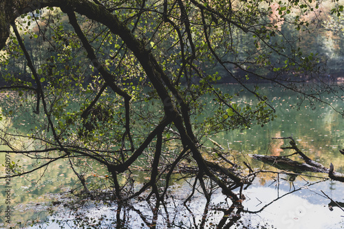 Fototapeta Naklejka Na Ścianę i Meble -  Tree branches hanging over the lake. Autumn scenery