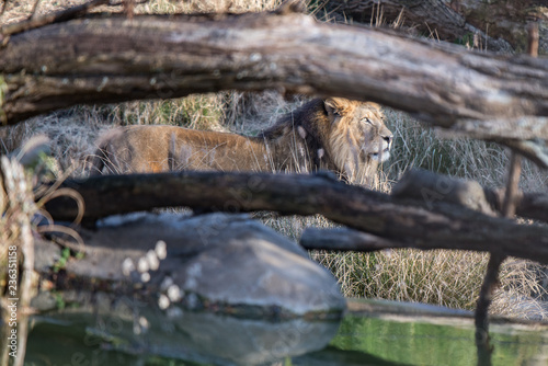 Male lion prowling through tall grass by pond partially obscured by fallen trees