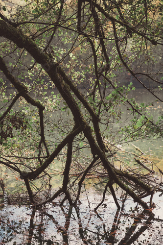 Tree branches hanging over the lake. Autumn scenery