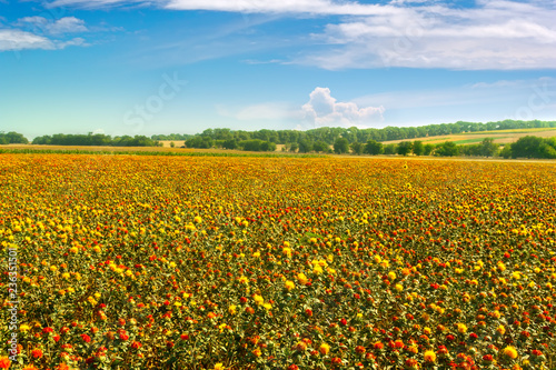 Valokuva Blooming field of wild saffron. American saffron, dye Thistle.