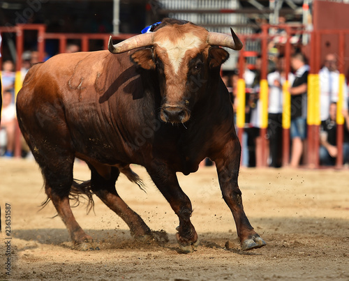 bull in spain with big horns