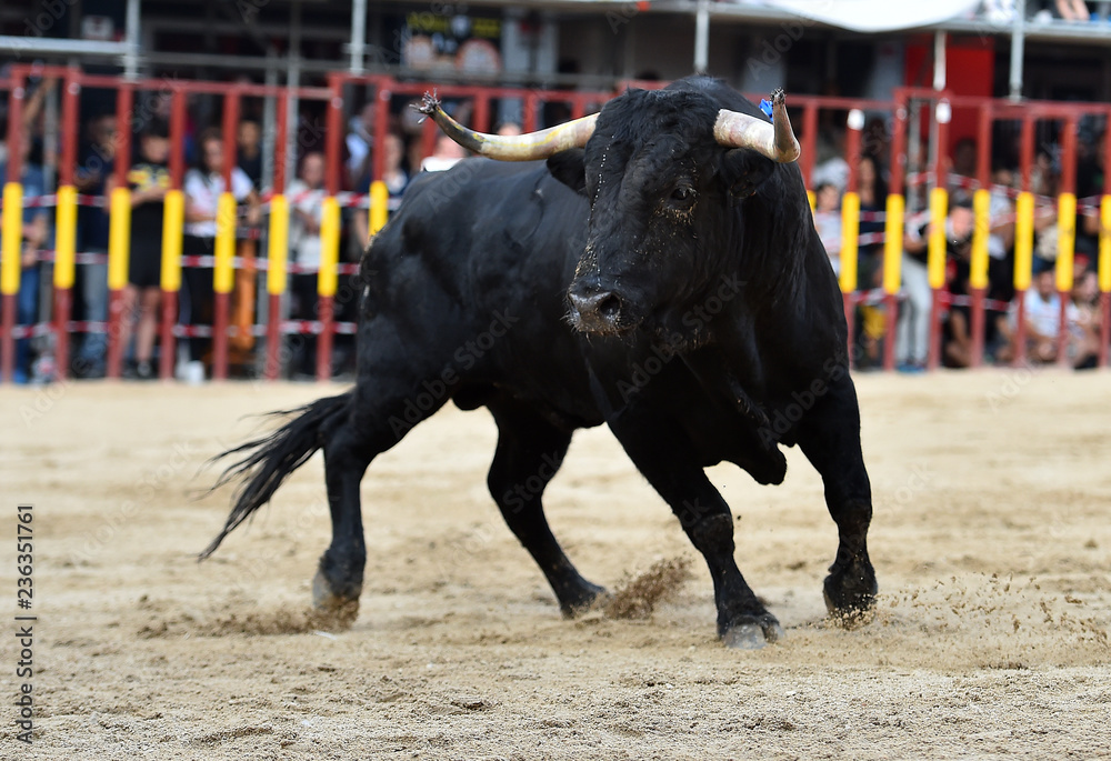 toro en españa