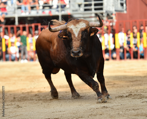 toro tipico español