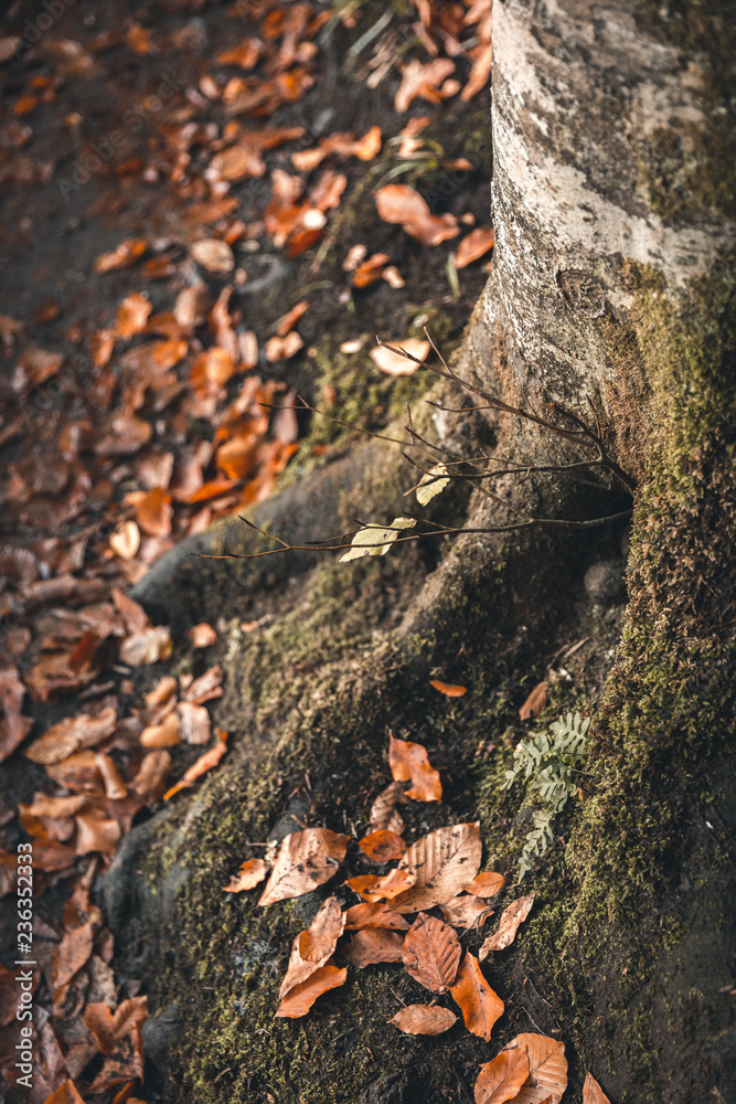 Tree root covered with moss, forest in autumn, autumn leaves Tree root covered with moss, forest in autumn, autumn leaves