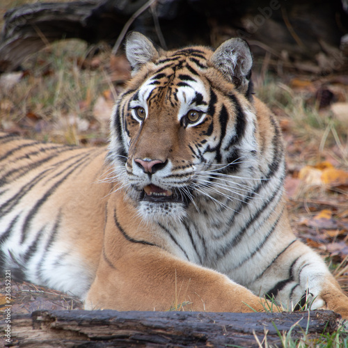 Siberian Tiger in the Fall