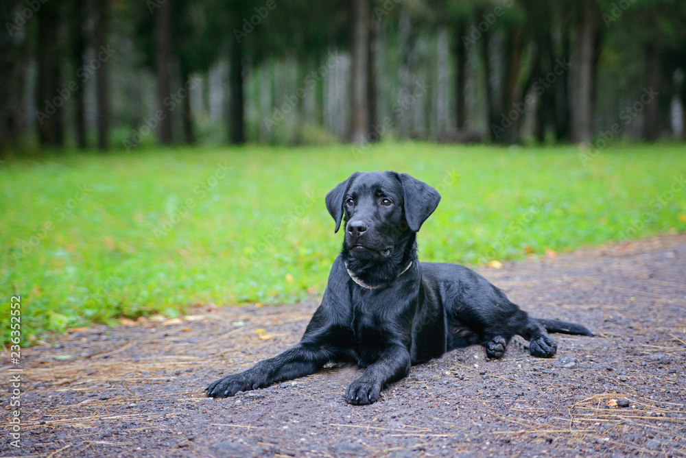 Beautiful black retriever on a walkway in the park. Green Park. Soft focus