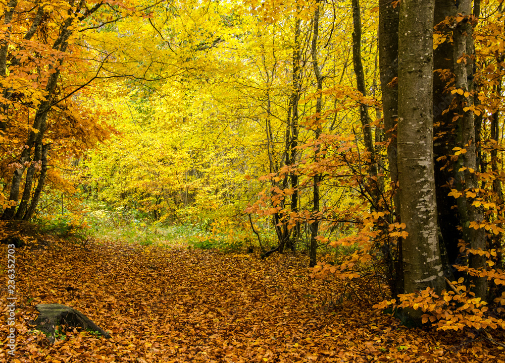 Obraz premium feuilles automnale