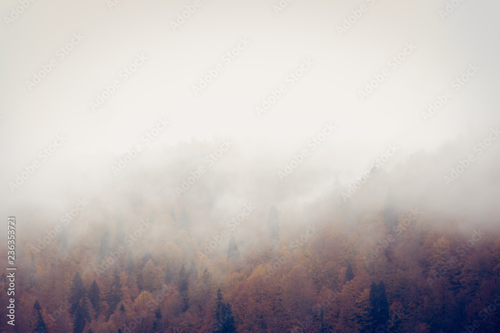 Fog over the autumn trees. Autumn scene in countryside. 