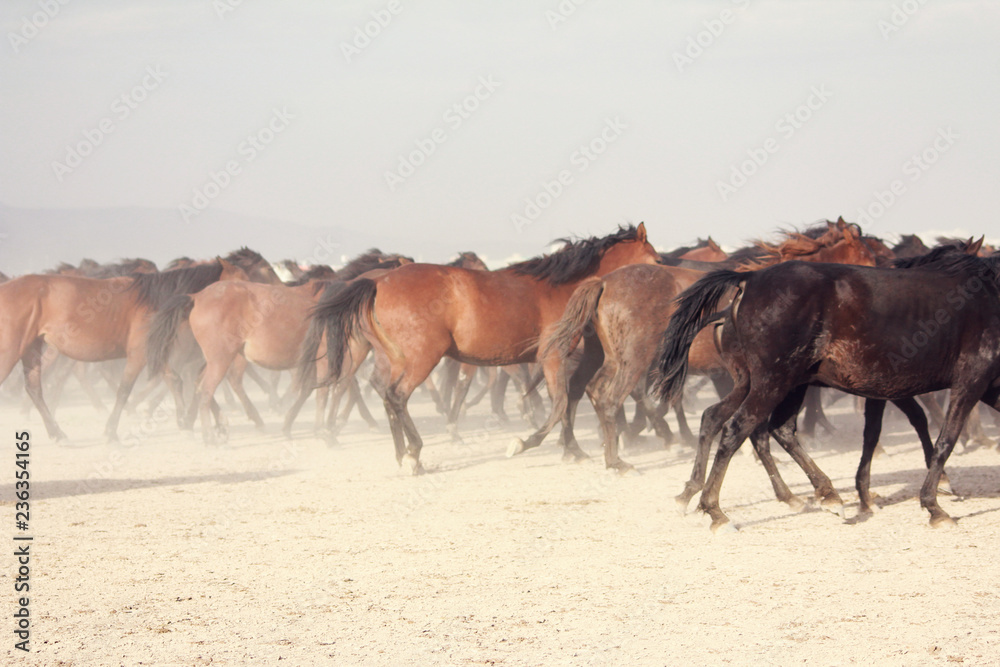 a plain with beautiful horses in sunny summer day in Turkey. Herd of thoroughbred horses. Horse herd run fast in desert dust against dramatic sunset sky. wild horses a plain with beautiful horses in sunny summer day in Turkey. Herd of thoroughbred horses. Horse herd run fast in desert dust against dramatic sunset sky. wild horses