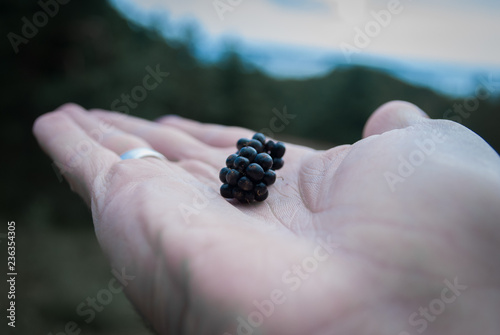 Wild Blackberry