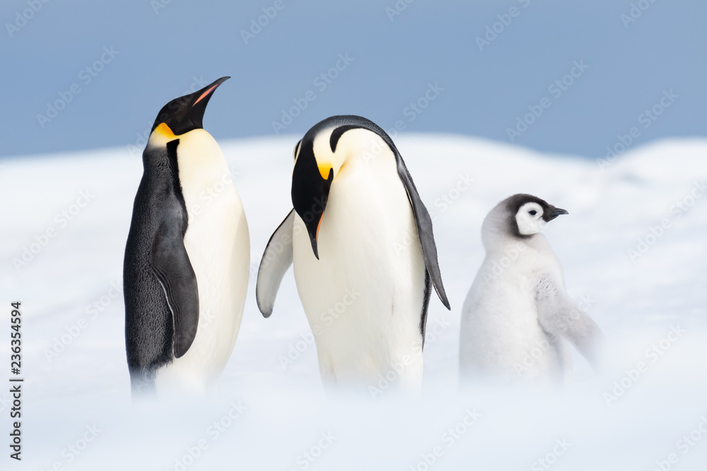 Two Emperor Penguins with chick