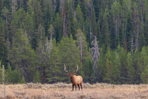 Bull Elk in the Fall Rut in Wyoming photo