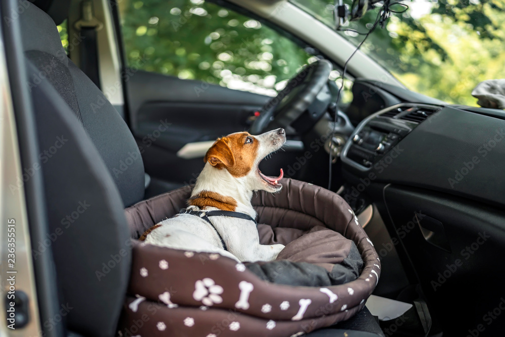 Jack Russell Terrier in lounger dog bed. The pet enjoying a car ride