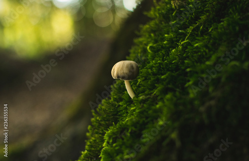 Beautiful , lonely mushroom in green moss.