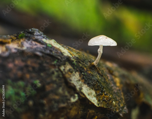 Porcelain mushrooms (Oudemansiella mucida) on a log in a forest.