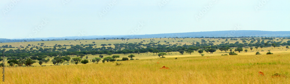 Uganda Savannah Panorama