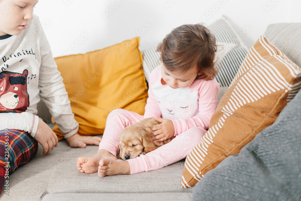 Siblings playing with dog english cocker spaniel puppy at sofa home. Siblings playing with dog english cocker spaniel puppy at sofa home.