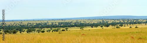 Uganda Savannah Panorama