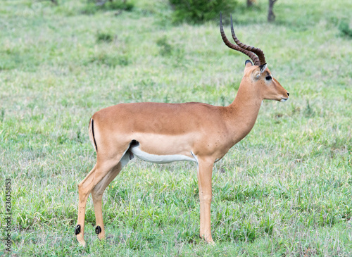 Antelope walking into nature
