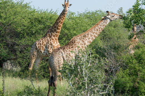 Photography Pair of giraffes on the wild