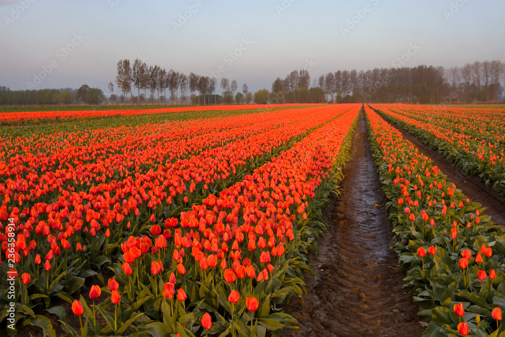 Tulip field in the Netherlands
