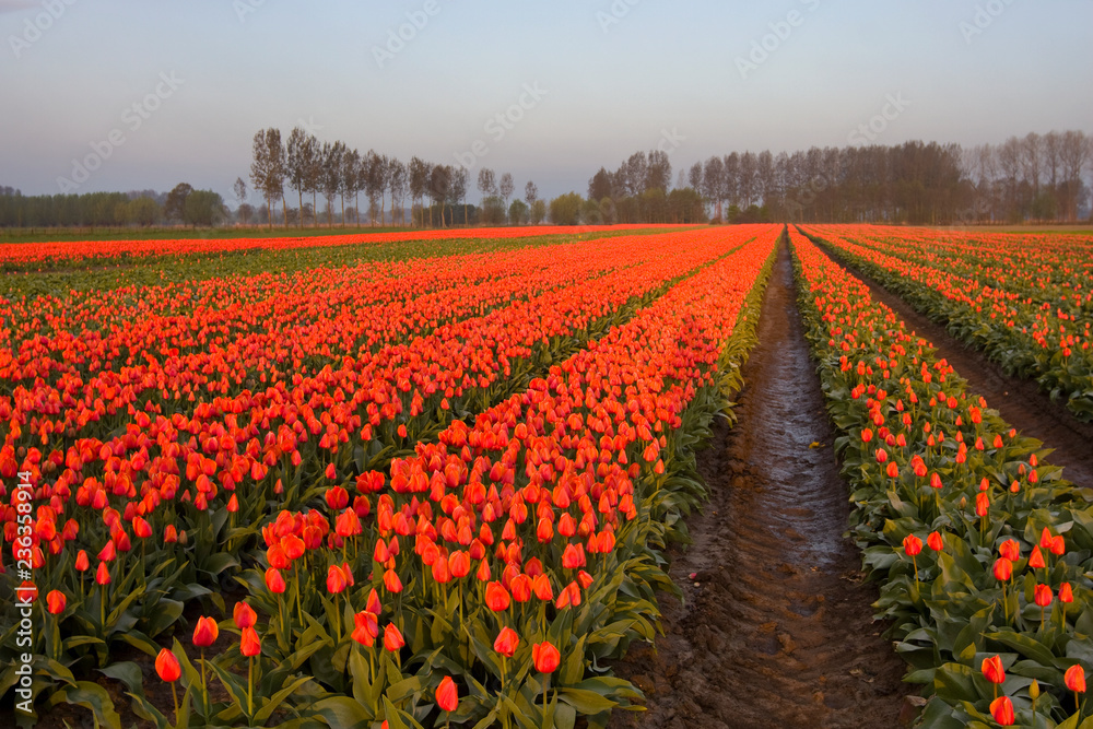 Tulip field in the Netherlands Tulip field in the Netherlands