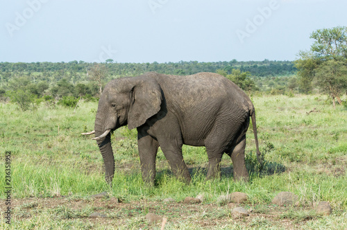 Huge elephant walking on the wild