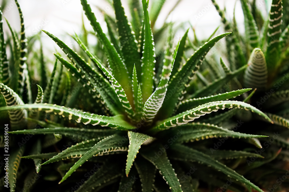 Houseplant succulent Haworthia grown indoors. Houseplant succulent Haworthia grown indoors.