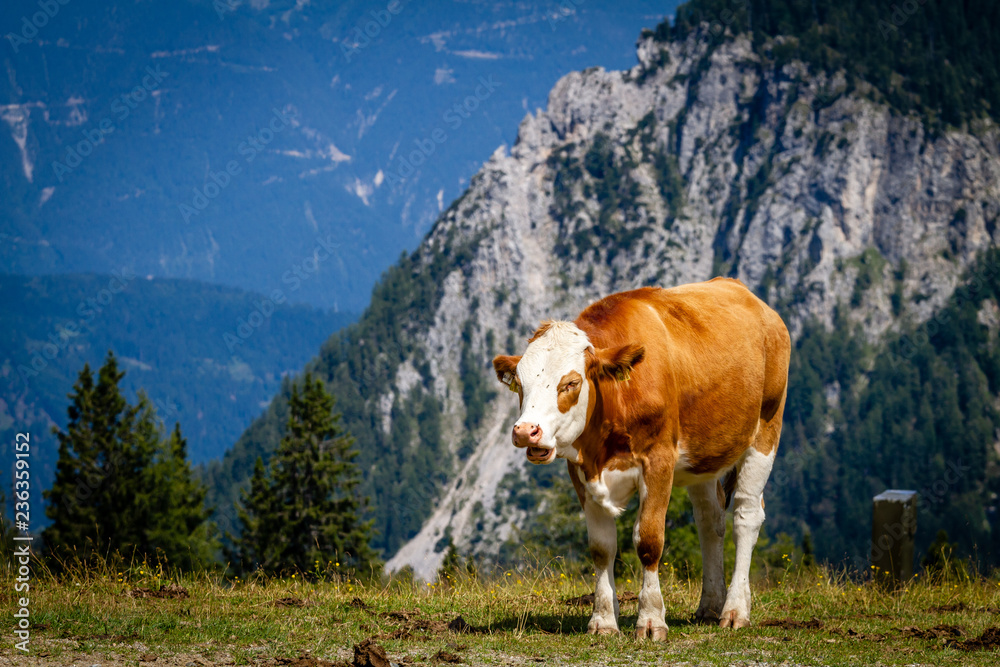 Naklejka premium Cows in the Alps
