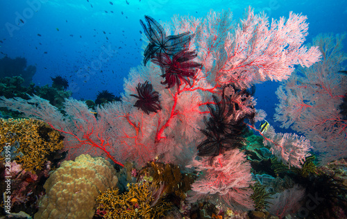 Fototapeta Naklejka Na Ścianę i Meble -  Soft corals on healthy coral reef