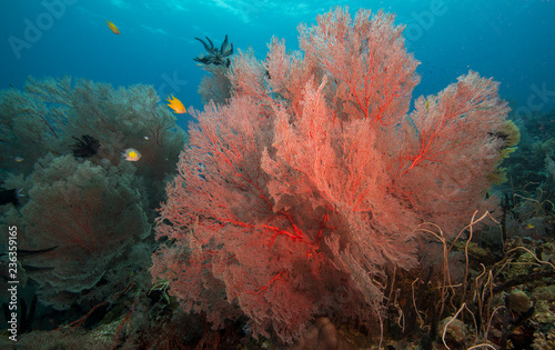 Fototapeta Naklejka Na Ścianę i Meble -  Fan corals on coral reef