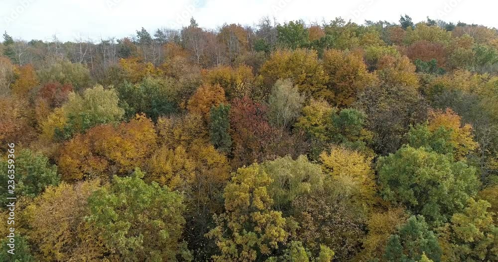 autumn forest, yellow trees autumn forest, yellow trees