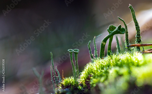 Moss on the forest ground macro close up background photo