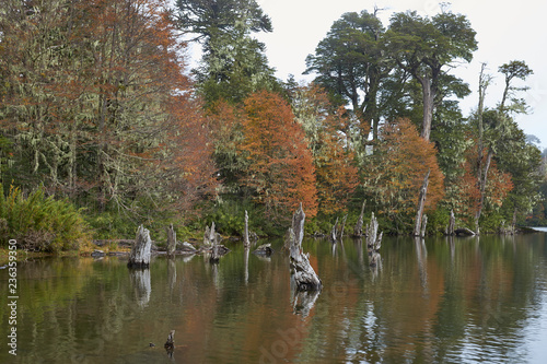 Trees in autumn foliage reflected in the still waters of Laguna Captren in Conguillio National Park in Araucania, southern Chile. photo