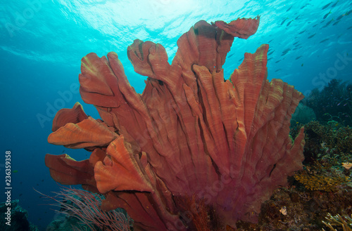 Fototapeta Naklejka Na Ścianę i Meble -  Coral on a healthy reef