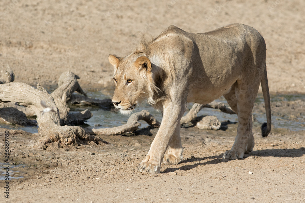 Young male lion walking at a small waterhole - Kgalagadi Transfrontier Park - South Africa Young male lion walking at a small waterhole - Kgalagadi Transfrontier Park - South Africa
