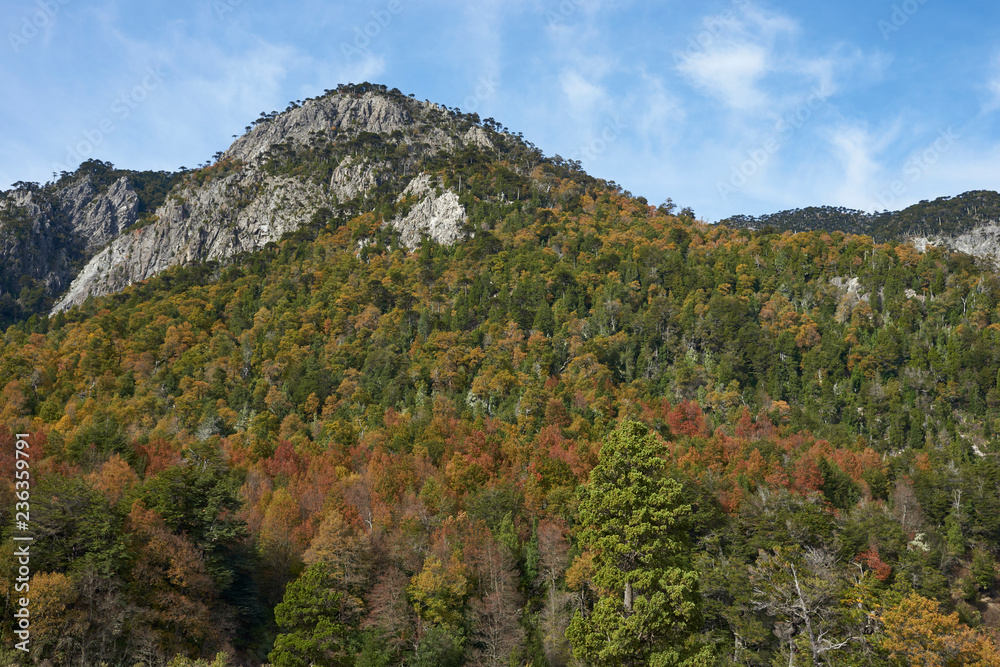 Autumn in Conguillio National Park in southern Chile. Trees in autumn foliage in the foreground; evergreen Araucania Trees (Araucaria araucana) beyond on the higher rocky mountain tops.