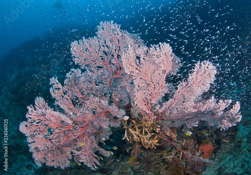 Pink sea fans surrounded by fish