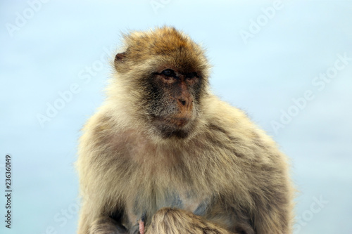 Gibraltar monkey portrait at the top of The Rock of Gibraltar. Traveling Spain UK.