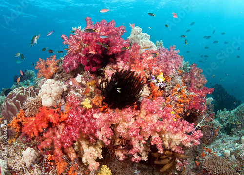 Healthy pink and red corals © The Ocean Agency