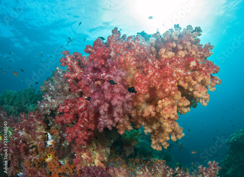 Healthy reef scene in Indonesia