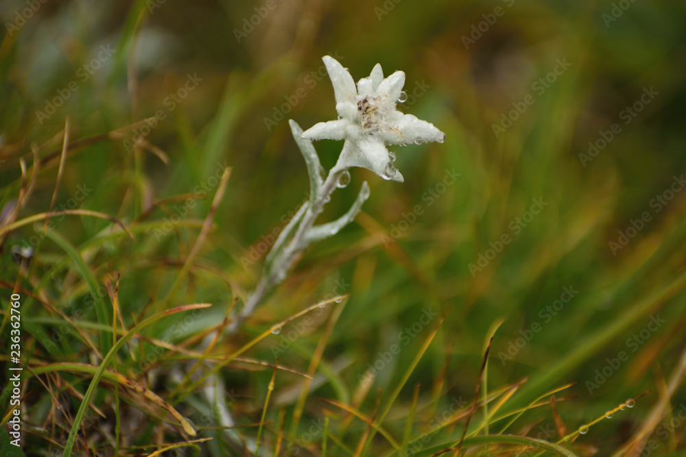 Φωτογραφία Edelweiss (leontopodium alpinum) with drops of water on a rainy autumn day at Be