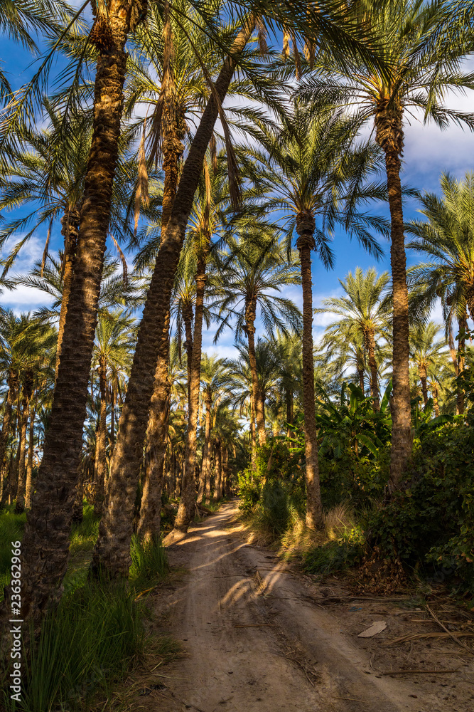 The biggest palm grove in Tunisia, Tozeur palmerie The biggest palm grove in Tunisia, Tozeur palmerie